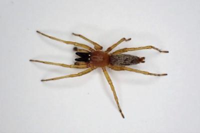 <i>Clubiona</i>