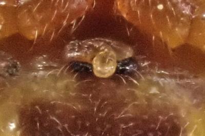 <i>Araneus sturmi</i>