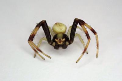 <i>Misumena vatia</i>