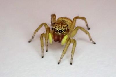 <i>Heliophanus</i>