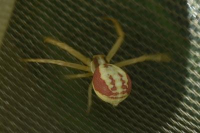 <i>Runcinia grammica</i>