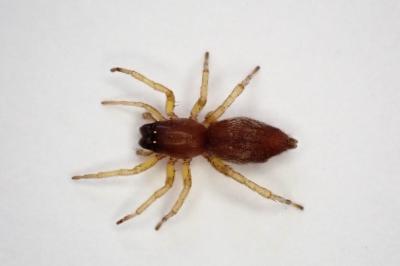 <i>Clubiona</i>