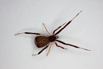 <i>Episinus truncatus</i>