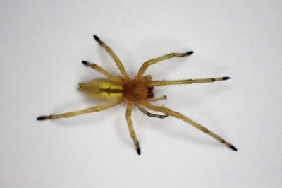 <i>Cheiracanthium</i>