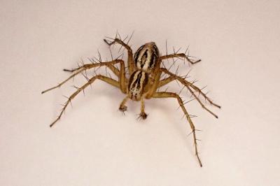 <i>Oxyopes</i>