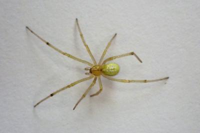 <i>Enoplognatha</i>