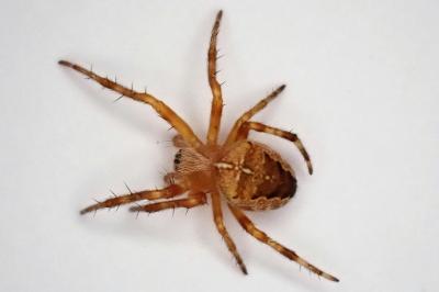 <i>Araneus</i>