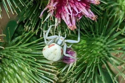 <i>Misumena vatia</i>