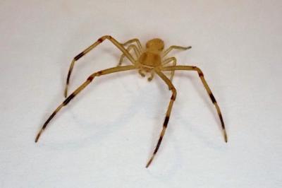 <i>Runcinia grammica</i>