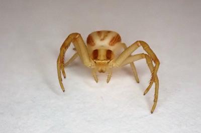 <i>Runcinia grammica</i>