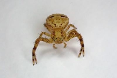 <i>Xysticus</i>