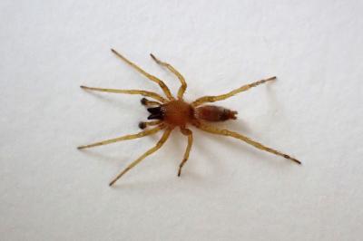 <i>Clubiona</i>