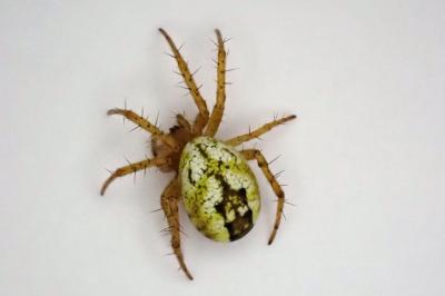 <i>Mangora acalypha</i>