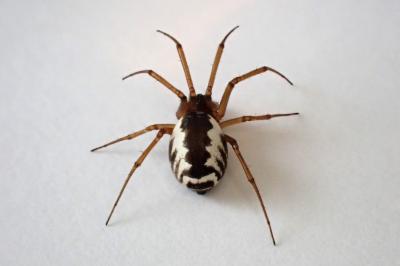 <i>Frontinellina frutetorum</i>