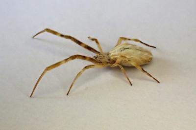 <i>Uloborus walckenaerius</i>