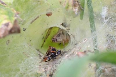 <i>Agelena labyrinthica</i>