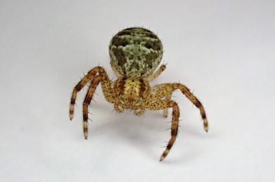 <i>Xysticus</i>