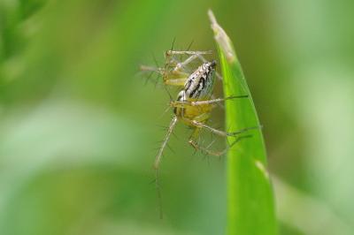 <i>Oxyopes</i>