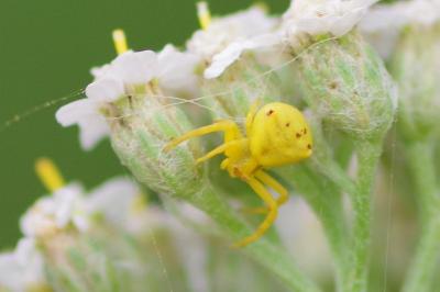 <i>Thomisus onustus</i>