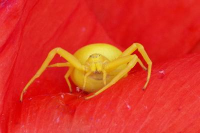 <i>Misumena vatia</i>