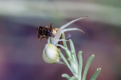<i>Misumena vatia</i>