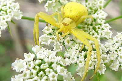 <i>Misumena vatia</i>