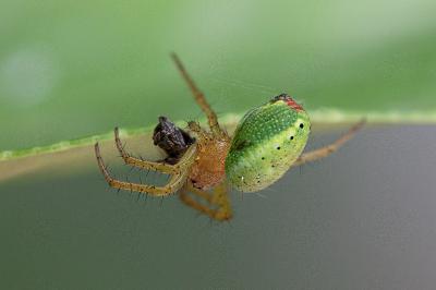 <i>Araniella</i>