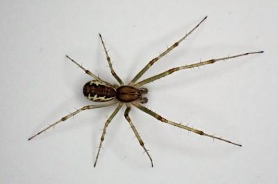 <i>Linyphia triangularis</i>