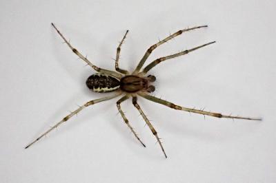 <i>Linyphia triangularis</i>