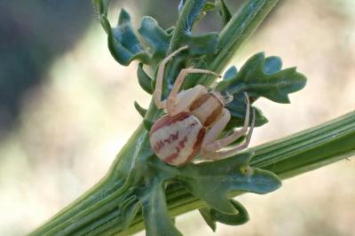<i>Runcinia grammica</i>