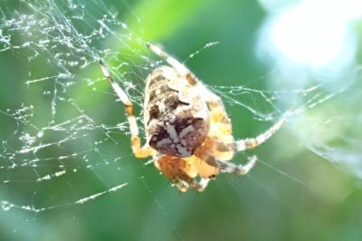 <i>Araneus diadematus</i>