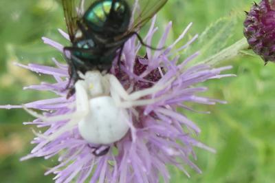 <i>Misumena vatia</i>