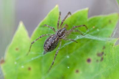 <i>Allagelena gracilens</i>