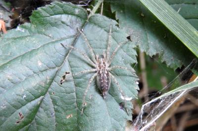 <i>Allagelena gracilens</i>
