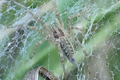 <i>Allagelena gracilens</i>