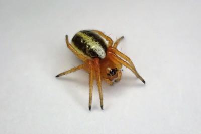 <i>Hypsosinga</i>
