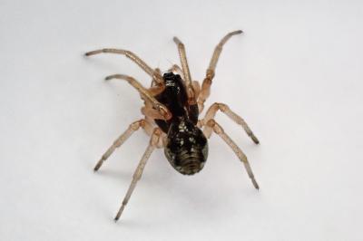 <i>Pachygnatha degeeri</i>