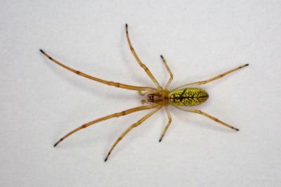 <i>Tetragnatha</i>
