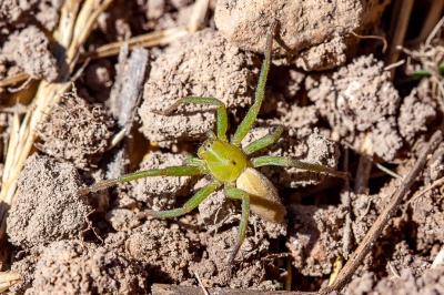 <i>Micrommata ligurina</i>
