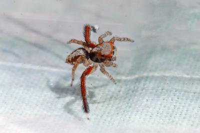 <i>Saitis barbipes</i>