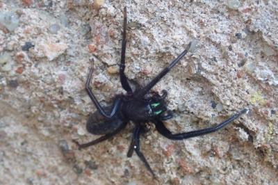 <i>Segestria florentina</i>