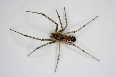 <i>Linyphia triangularis</i>