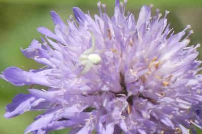 <i>Misumena vatia</i>