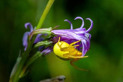 <i>Misumena vatia</i>