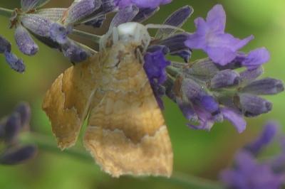 <i>Misumena vatia</i>