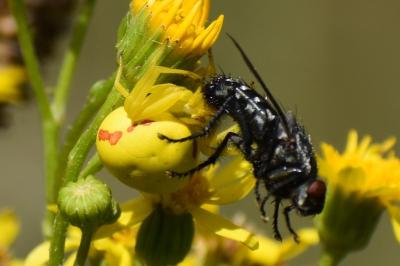 <i>Misumena vatia</i>