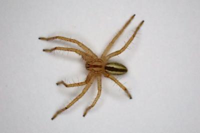 <i>Micrommata virescens</i>