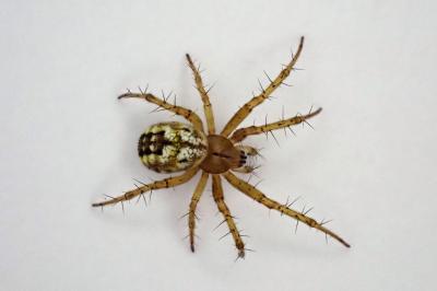 <i>Mangora acalypha</i>
