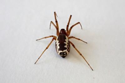 <i>Frontinellina frutetorum</i>