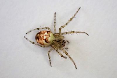 <i>Metellina</i>